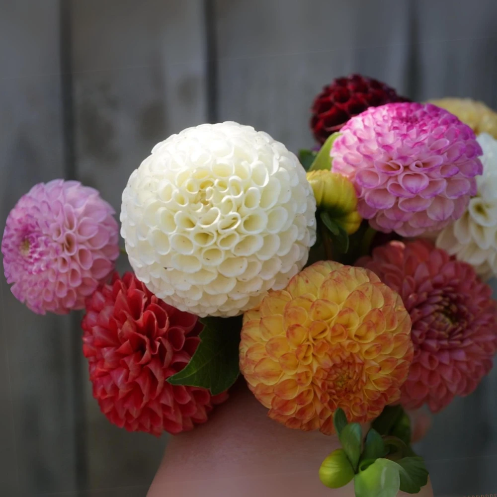 Pompon Dahlia Mix Seeds - 40+ Seeds - Heirloom, Pollinator Friendly Flowers - Image 17