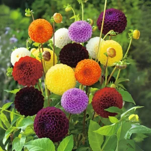 Pompon Dahlia Mix Seeds - 40+ Seeds - Heirloom, Pollinator Friendly Flowers - Image 18