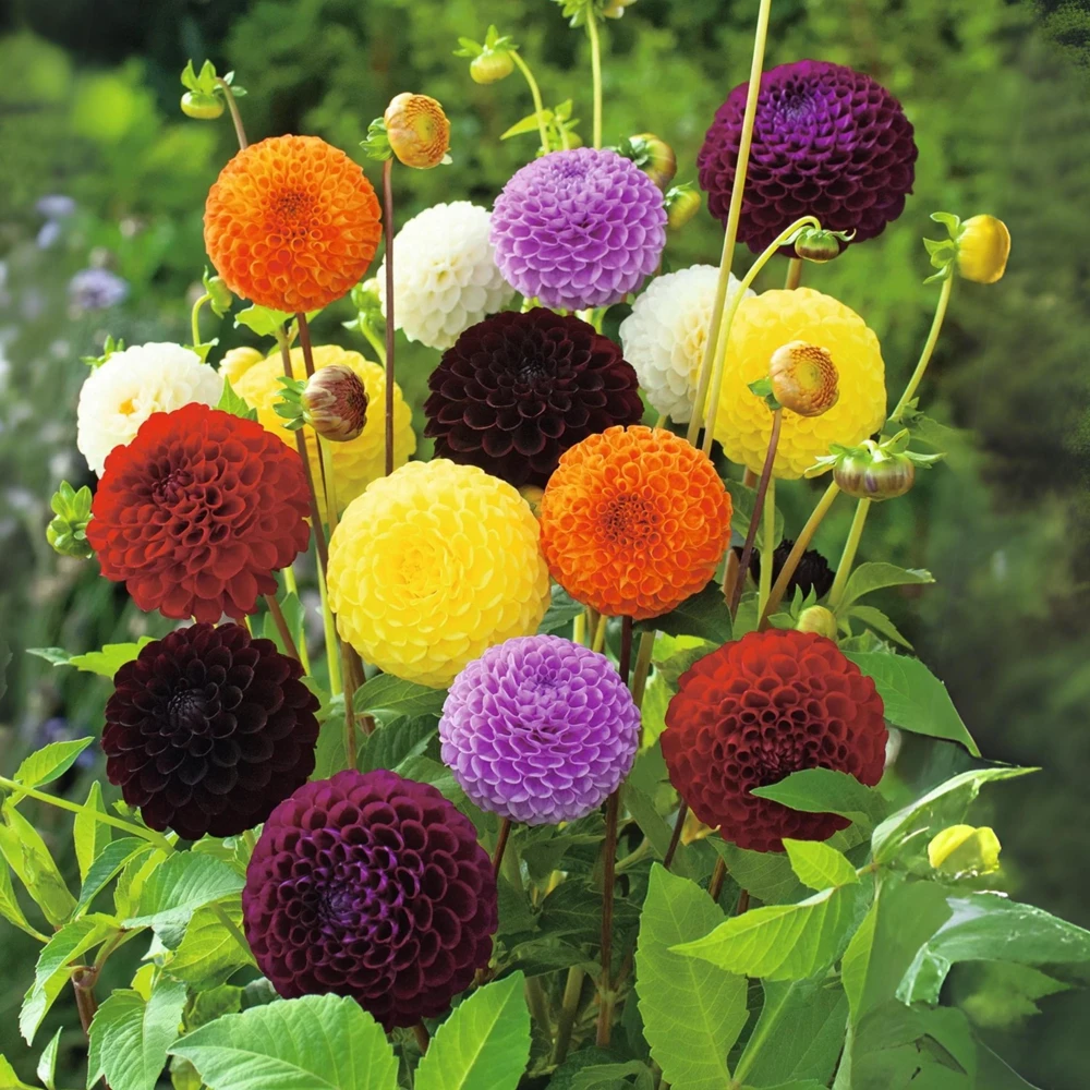Pompon Dahlia Mix Seeds - 40+ Seeds - Heirloom, Pollinator Friendly Flowers - Image 18