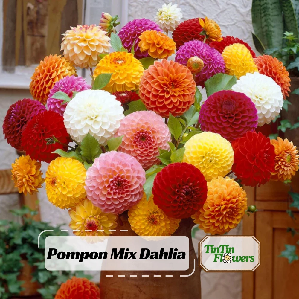 Pompon Dahlia Mix Seeds - 40+ Seeds - Heirloom, Pollinator Friendly Flowers - Image 1