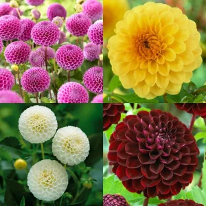 Pompon Dahlia Mix Seeds - 40+ Seeds - Heirloom, Pollinator Friendly Flowers - Image 3