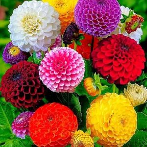 Pompon Dahlia Mix Seeds - 40+ Seeds - Heirloom, Pollinator Friendly Flowers - Image 4