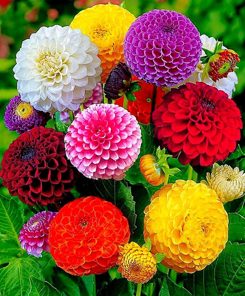 Pompon Dahlia Mix Seeds - 40+ Seeds - Heirloom, Pollinator Friendly Flowers - Image 4