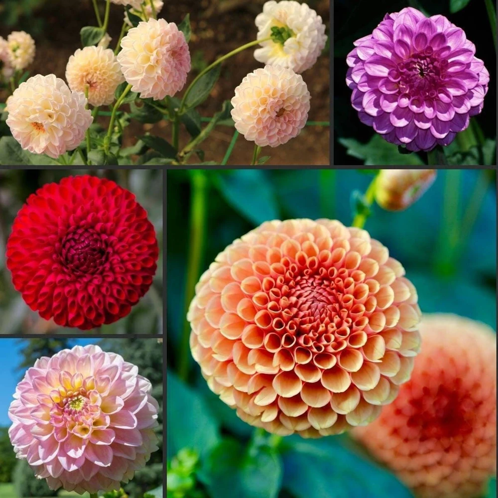 Pompon Dahlia Mix Seeds - 40+ Seeds - Heirloom, Pollinator Friendly Flowers - Image 5