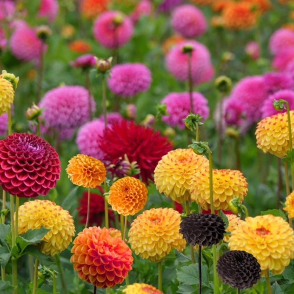 Pompon Dahlia Mix Seeds - 40+ Seeds - Heirloom, Pollinator Friendly Flowers - Image 8