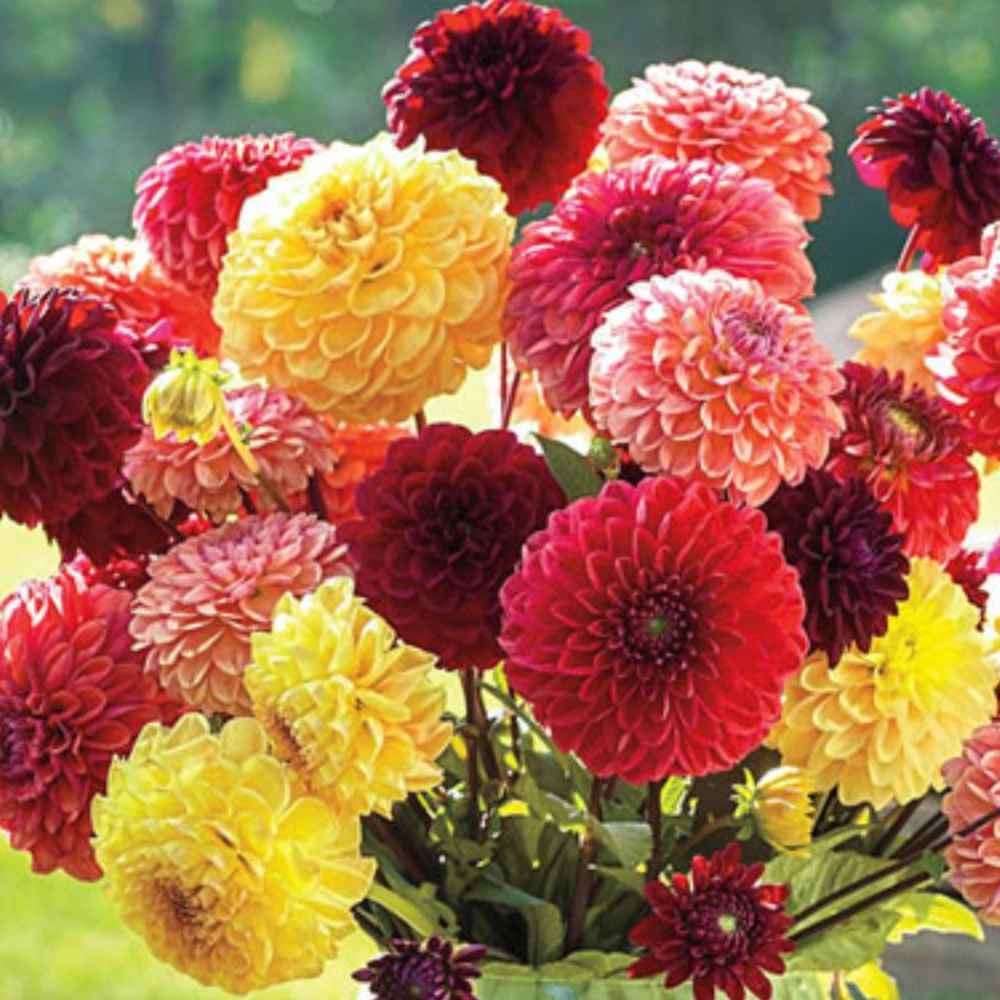 Pompon Dahlia Mix Seeds - 40+ Seeds - Heirloom, Pollinator Friendly Flowers - Image 9
