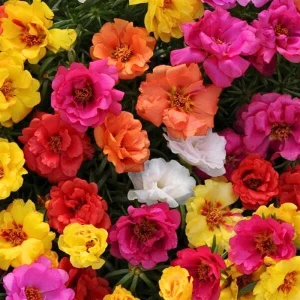 Portulaca Grandiflora Moss Rose Seeds - 30 Seeds - Colorful Succulent Flowers - Drought Tolerant - Image 10