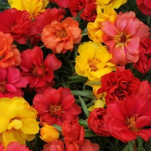 Portulaca Grandiflora Moss Rose Seeds - 30 Seeds - Colorful Succulent Flowers - Drought Tolerant - Image 12