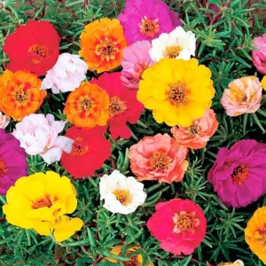 Portulaca Grandiflora Moss Rose Seeds - 30 Seeds - Colorful Succulent Flowers - Drought Tolerant - Image 2