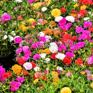 Portulaca Grandiflora Moss Rose Seeds - 30 Seeds - Colorful Succulent Flowers - Drought Tolerant - Image 3
