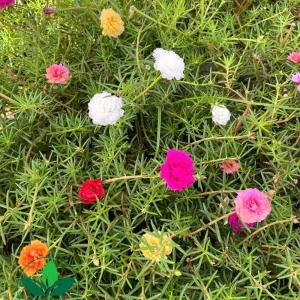 Portulaca Grandiflora Moss Rose Seeds - 30 Seeds - Colorful Succulent Flowers - Drought Tolerant - Image 4