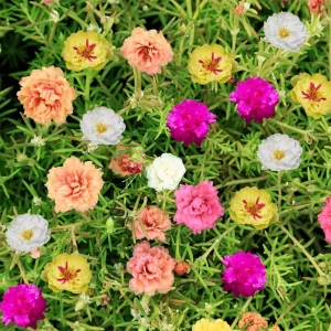 Portulaca Grandiflora Moss Rose Seeds - 30 Seeds - Colorful Succulent Flowers - Drought Tolerant - Image 5
