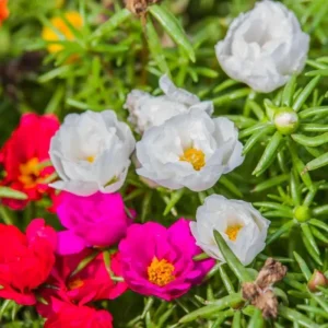 Portulaca Grandiflora Moss Rose Seeds - 30 Seeds - Colorful Succulent Flowers - Drought Tolerant - Image 6