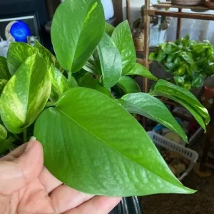 Pothos Live Plant Mix – 3.25 inch Pot – 3-Pack Indoor Foliage Plant - Image 2