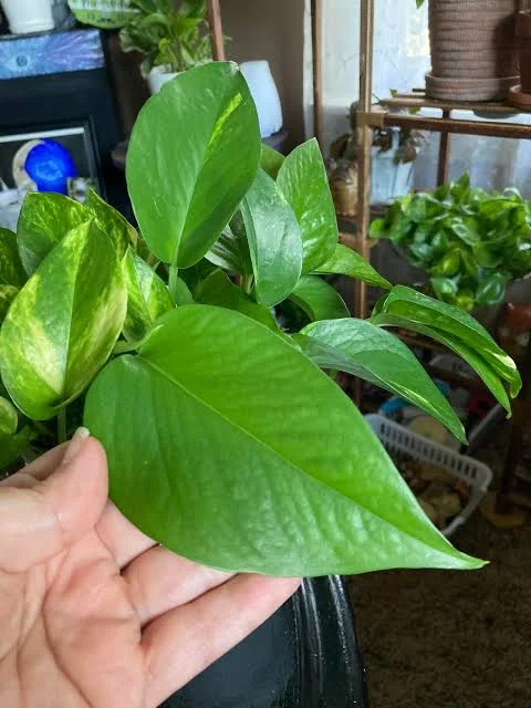Pothos Live Plant Mix – 3.25 inch Pot – 3-Pack Indoor Foliage Plant - Image 2