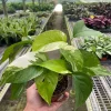 Pothos Live Plant Mix – 3.25 inch Pot – 3-Pack Indoor Foliage Plant - Image 1