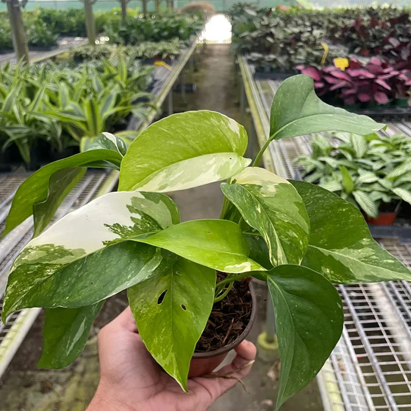 Pothos Live Plant Mix – 3.25 inch Pot – 3-Pack Indoor Foliage Plant - Image 1
