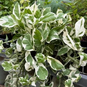 Pothos N'Joy Live Plant – Indoor Foliage Houseplant, 3.25in Pot - Image 2