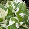 Pothos N'Joy Live Plant – Indoor Foliage Houseplant, 3.25in Pot - Image 1