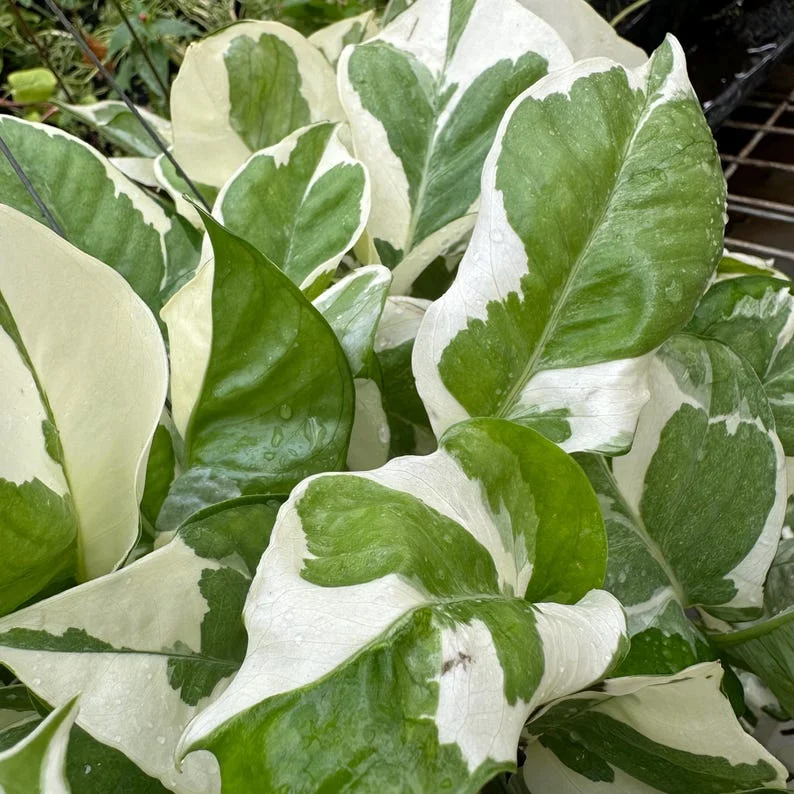 Pothos N'Joy Live Plant – Indoor Foliage Houseplant, 3.25in Pot - Image 1