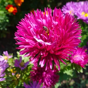 Powderpuff Mix Aster Seeds - Callistephus Chinensis - Asteraceae-Seed for Flower Gardens & Pollinator Butterflies - Image 10