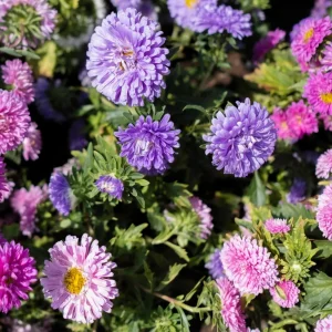 Powderpuff Mix Aster Seeds - Callistephus Chinensis - Asteraceae-Seed for Flower Gardens & Pollinator Butterflies - Image 11