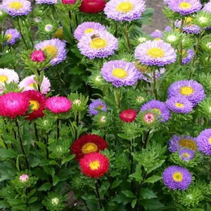 Powderpuff Mix Aster Seeds - Callistephus Chinensis - Asteraceae-Seed for Flower Gardens & Pollinator Butterflies - Image 12
