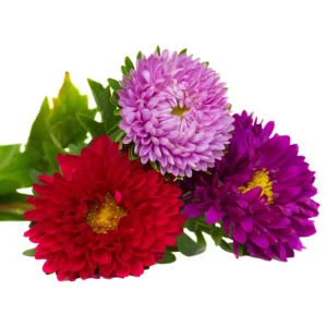 Powderpuff Mix Aster Seeds - Callistephus Chinensis - Asteraceae-Seed for Flower Gardens & Pollinator Butterflies - Image 13