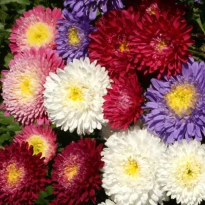 Powderpuff Mix Aster Seeds - Callistephus Chinensis - Asteraceae-Seed for Flower Gardens & Pollinator Butterflies - Image 14