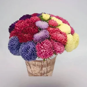 Powderpuff Mix Aster Seeds - Callistephus Chinensis - Asteraceae-Seed for Flower Gardens & Pollinator Butterflies - Image 15