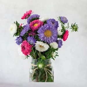 Powderpuff Mix Aster Seeds - Callistephus Chinensis - Asteraceae-Seed for Flower Gardens & Pollinator Butterflies - Image 16