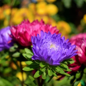 Powderpuff Mix Aster Seeds - Callistephus Chinensis - Asteraceae-Seed for Flower Gardens & Pollinator Butterflies - Image 17