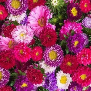 Powderpuff Mix Aster Seeds - Callistephus Chinensis - Asteraceae-Seed for Flower Gardens & Pollinator Butterflies - Image 18