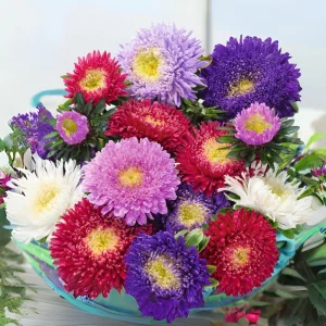 Powderpuff Mix Aster Seeds - Callistephus Chinensis - Asteraceae-Seed for Flower Gardens & Pollinator Butterflies - Image 2