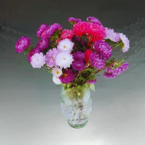 Powderpuff Mix Aster Seeds - Callistephus Chinensis - Asteraceae-Seed for Flower Gardens & Pollinator Butterflies - Image 3