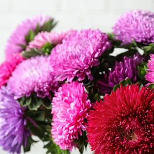 Powderpuff Mix Aster Seeds - Callistephus Chinensis - Asteraceae-Seed for Flower Gardens & Pollinator Butterflies - Image 5