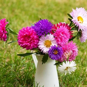 Powderpuff Mix Aster Seeds - Callistephus Chinensis - Asteraceae-Seed for Flower Gardens & Pollinator Butterflies - Image 6