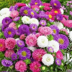 Powderpuff Mix Aster Seeds - Callistephus Chinensis - Asteraceae-Seed for Flower Gardens & Pollinator Butterflies - Image 7