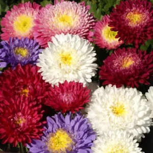 Powderpuff Mix Aster Seeds - Callistephus Chinensis - Asteraceae-Seed for Flower Gardens & Pollinator Butterflies - Image 8