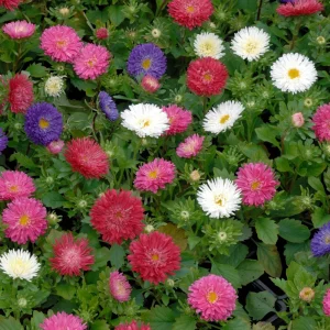 Powderpuff Mix Aster Seeds - Callistephus Chinensis - Asteraceae-Seed for Flower Gardens & Pollinator Butterflies - Image 9