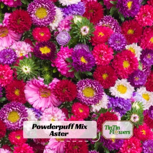 Powderpuff Mix Aster Seeds - Callistephus Chinensis - Asteraceae-Seed for Flower Gardens & Pollinator Butterflies - Image 1