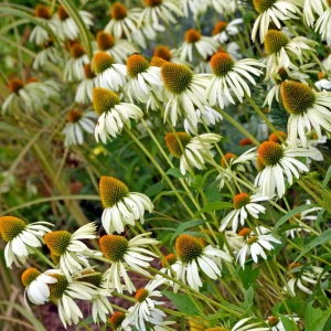 PowWow White Echinacea Seeds - Pure White Coneflower Seeds - Hardy Perennial - 20 Seeds - Image 10