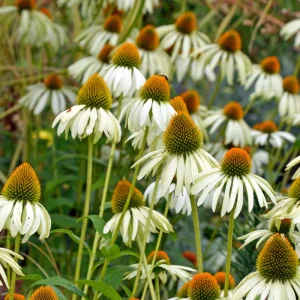 PowWow White Echinacea Seeds - Pure White Coneflower Seeds - Hardy Perennial - 20 Seeds - Image 11
