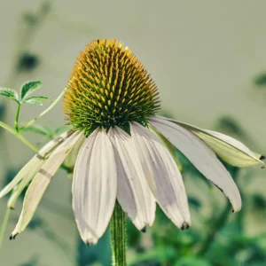 PowWow White Echinacea Seeds - Pure White Coneflower Seeds - Hardy Perennial - 20 Seeds - Image 12