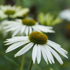 PowWow White Echinacea Seeds - Pure White Coneflower Seeds - Hardy Perennial - 20 Seeds - Image 13