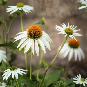 PowWow White Echinacea Seeds - Pure White Coneflower Seeds - Hardy Perennial - 20 Seeds - Image 2
