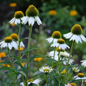 PowWow White Echinacea Seeds - Pure White Coneflower Seeds - Hardy Perennial - 20 Seeds - Image 3