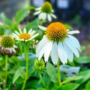 PowWow White Echinacea Seeds - Pure White Coneflower Seeds - Hardy Perennial - 20 Seeds - Image 4