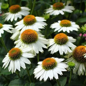 PowWow White Echinacea Seeds - Pure White Coneflower Seeds - Hardy Perennial - 20 Seeds - Image 5