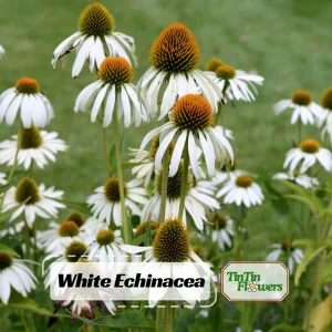 PowWow White Echinacea Seeds - Pure White Coneflower Seeds - Hardy Perennial - 20 Seeds - Image 1